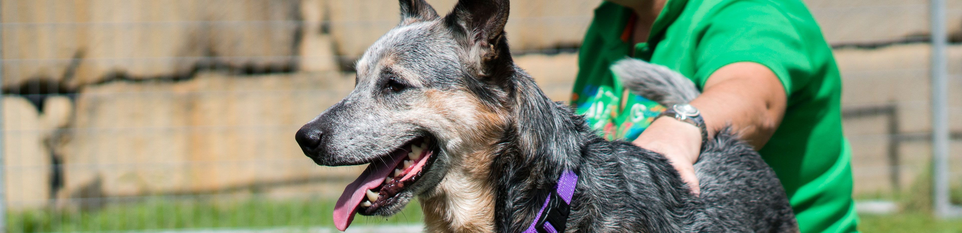 Rehome Adopt Rescue Animals RSPCA Queensland